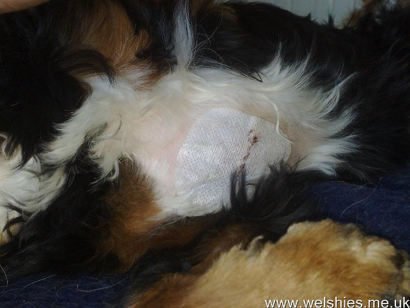 2011-04-22 01.jpg - Casey's wound after his tumour was removed - it extends almost half way across his chest